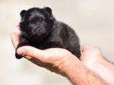 4 chiots Spitz Nains LOF noirs, de janvier 2024, à réserver