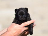 4 chiots Spitz Nains LOF noirs, de janvier 2024, à réserver