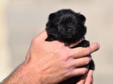 4 chiots Spitz Nains LOF noirs, de janvier 2024, à réserver
