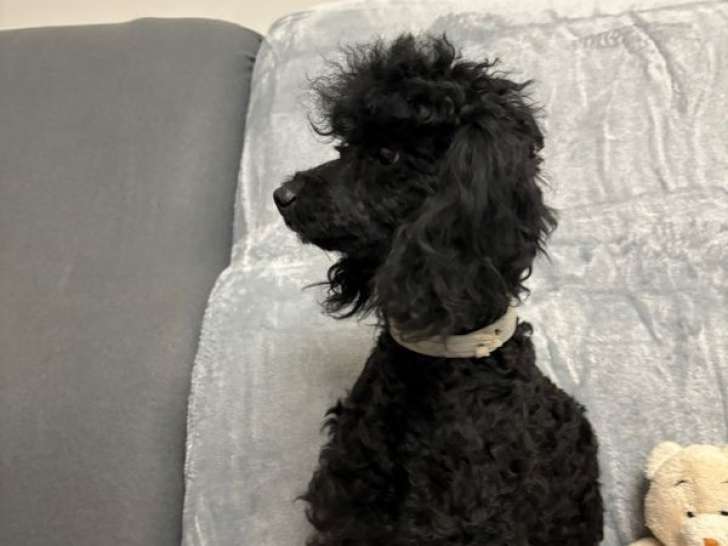 À vendre : chien Caniche LOF noir d'un an