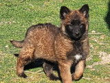 À vendre : 1 chiot femelle Berger Belge Tervueren LOF