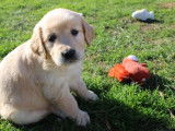 6 chiots Golden Retrievers LOF, de janvier 2024, à réserver