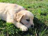 6 chiots Golden Retrievers LOF, de janvier 2024, à réserver