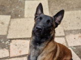 Chien d’un an disponible à l'adoption