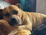 En quête d’un foyer chaleureux : chien de 2 ans