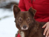 Adoption d'un chien de 3 ans disponible