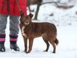 Adoption d'un chien de 3 ans disponible
