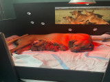 Chiots Rhodesian Ridgeback bientôt disponibles