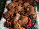 Chiots Rhodesian Ridgeback bientôt disponibles