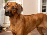 Chiots Rhodesian Ridgeback bientôt disponibles