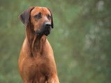 Chiots Rhodesian Ridgeback bientôt disponibles