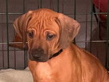 Chiots Rhodesian Ridgeback bientôt disponibles