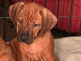 Chiots Rhodesian Ridgeback bientôt disponibles
