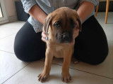 Chiots de type Cane Corso &agrave; vendre