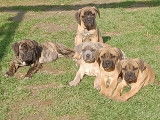 Chiots de type Cane Corso &agrave; vendre