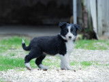 Chiots Border Collie LOF à vendre