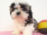 Adorables chiots Shih Tzu à vendre