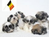 Adorables chiots Shih Tzu à vendre