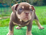Chiots American Bully pocket à vendre