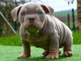 Chiots American Bully pocket à vendre