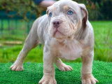 Chiots American Bully pocket à vendre