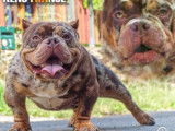 Chiots American Bully pocket à vendre