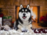 Husky Sibérien disponible pour saillie