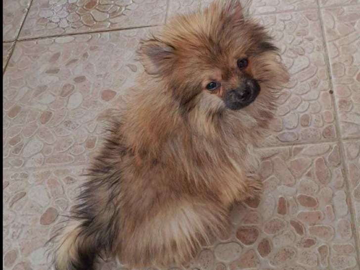 Cezar/Matheo/Tony - Spitz nain pomeranian mâle