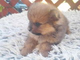 Cezar/Matheo/Tony - Spitz nain pomeranian mâle