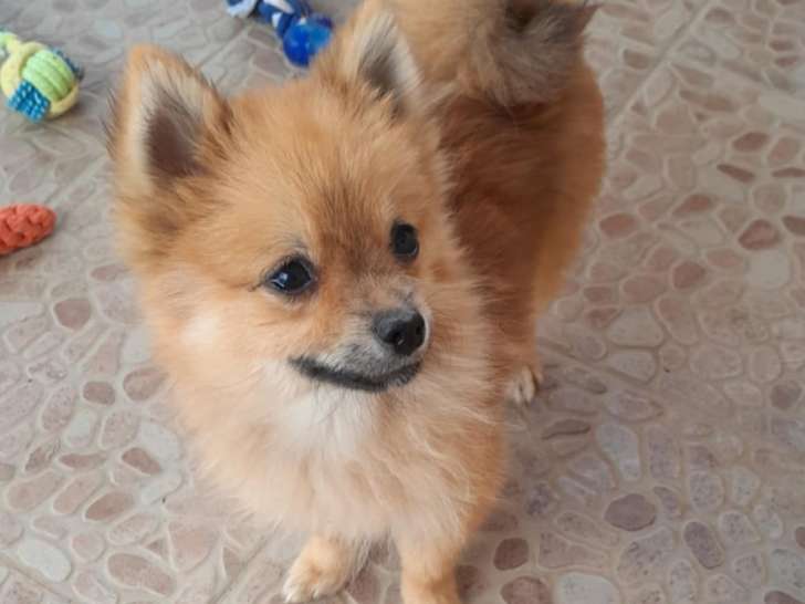 Cezar/Matheo/Tony - Spitz nain pomeranian mâle