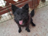 Cezar/Matheo/Tony - Spitz nain pomeranian mâle