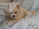 Zeusz/Zara/Chanel - Spitz nain pomeranian mâle