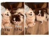 Chiots Spitz Nain Poméranien à vendre