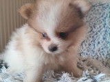 Chiots Spitz Nain Poméranien à vendre