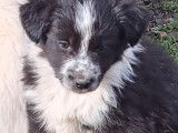 Magnifiques chiots Border Collie disponibles