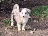 Magnifiques chiots Border Collie disponibles