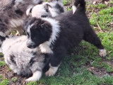 Magnifiques chiots Border Collie disponibles