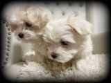 Chiots Bichon Maltais nains à vendre