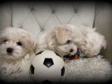 Chiots Bichon Maltais nains à vendre
