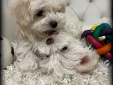 Chiots Bichon Maltais nains à vendre