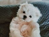 Chiots Bichon Maltais nains à vendre