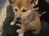 Chiots Shiba Inu à vendre