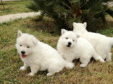 Chiot Berger Blanc Suisse