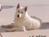 Chiot Berger Blanc Suisse