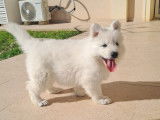 Chiot Berger Blanc Suisse