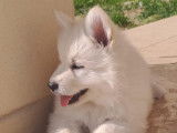 Chiot Berger Blanc Suisse