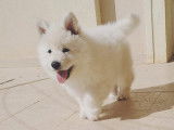 Chiot Berger Blanc Suisse