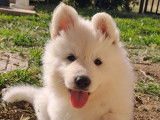 Chiot Berger Blanc Suisse