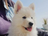 Chiot Berger Blanc Suisse