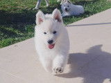 Chiot Berger Blanc Suisse